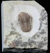 Lochovella (Reedops) Trilobite - Oklahoma #36143-4